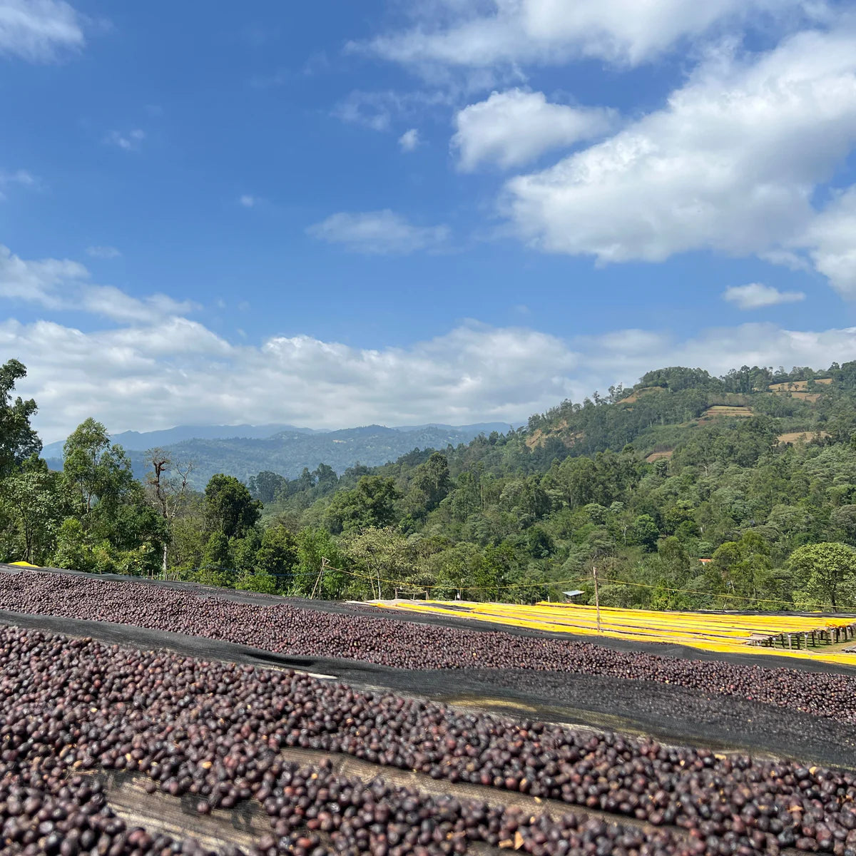 ETHIOPIA - West Arsi - Nensebo