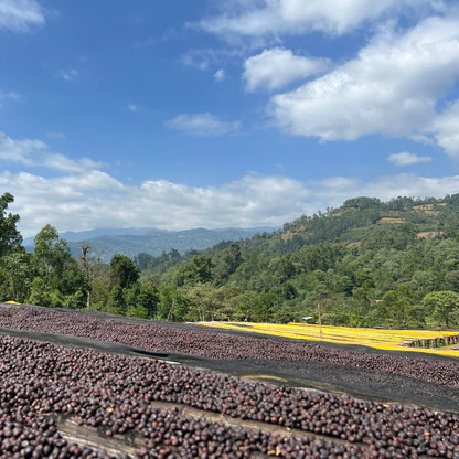 ETHIOPIA - West Arsi - Nensebo