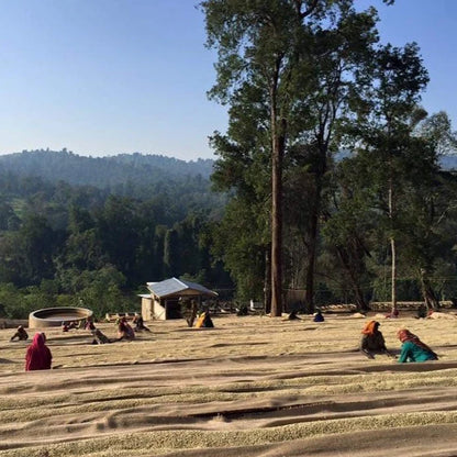 ETHIOPIA - Guji Gigesa