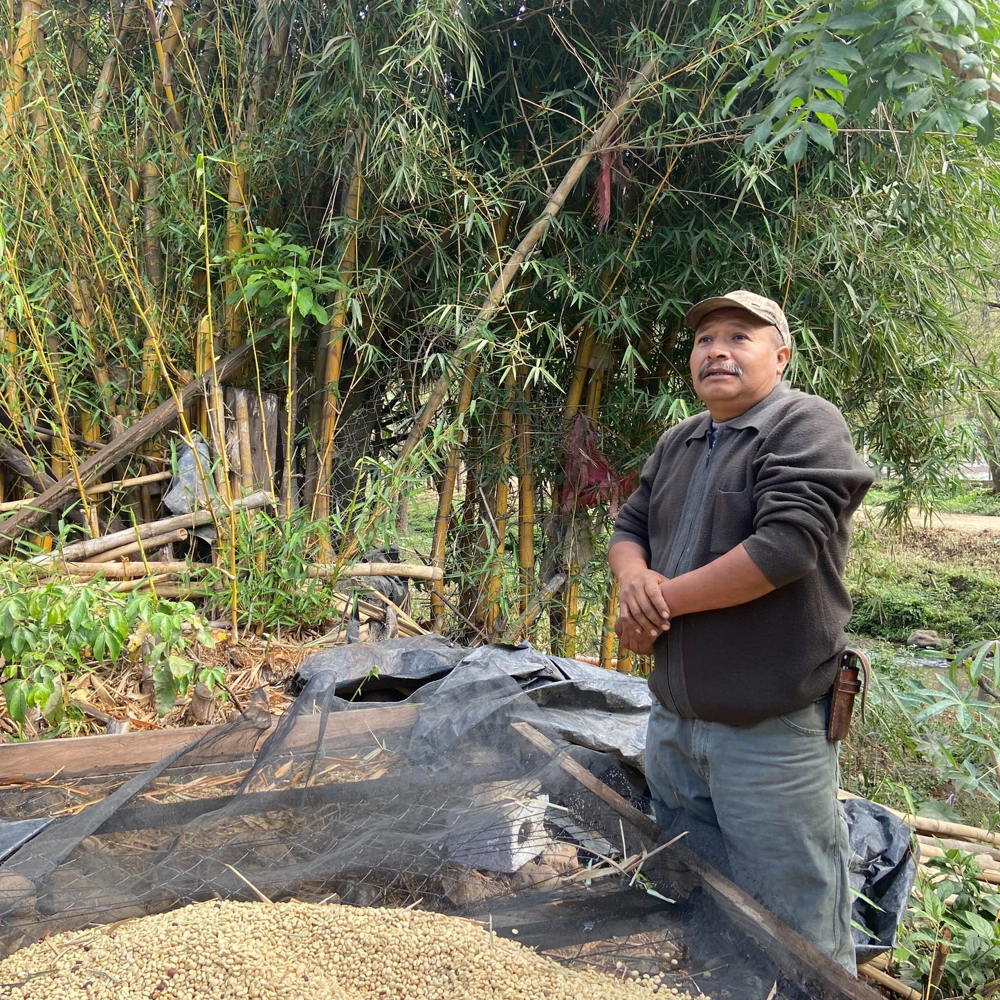 GUATEMALA  - Jose Ramirez - Washed Typica