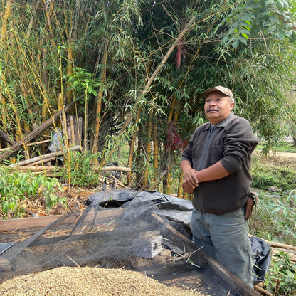 GUATEMALA  - Jose Ramirez - Washed Typica
