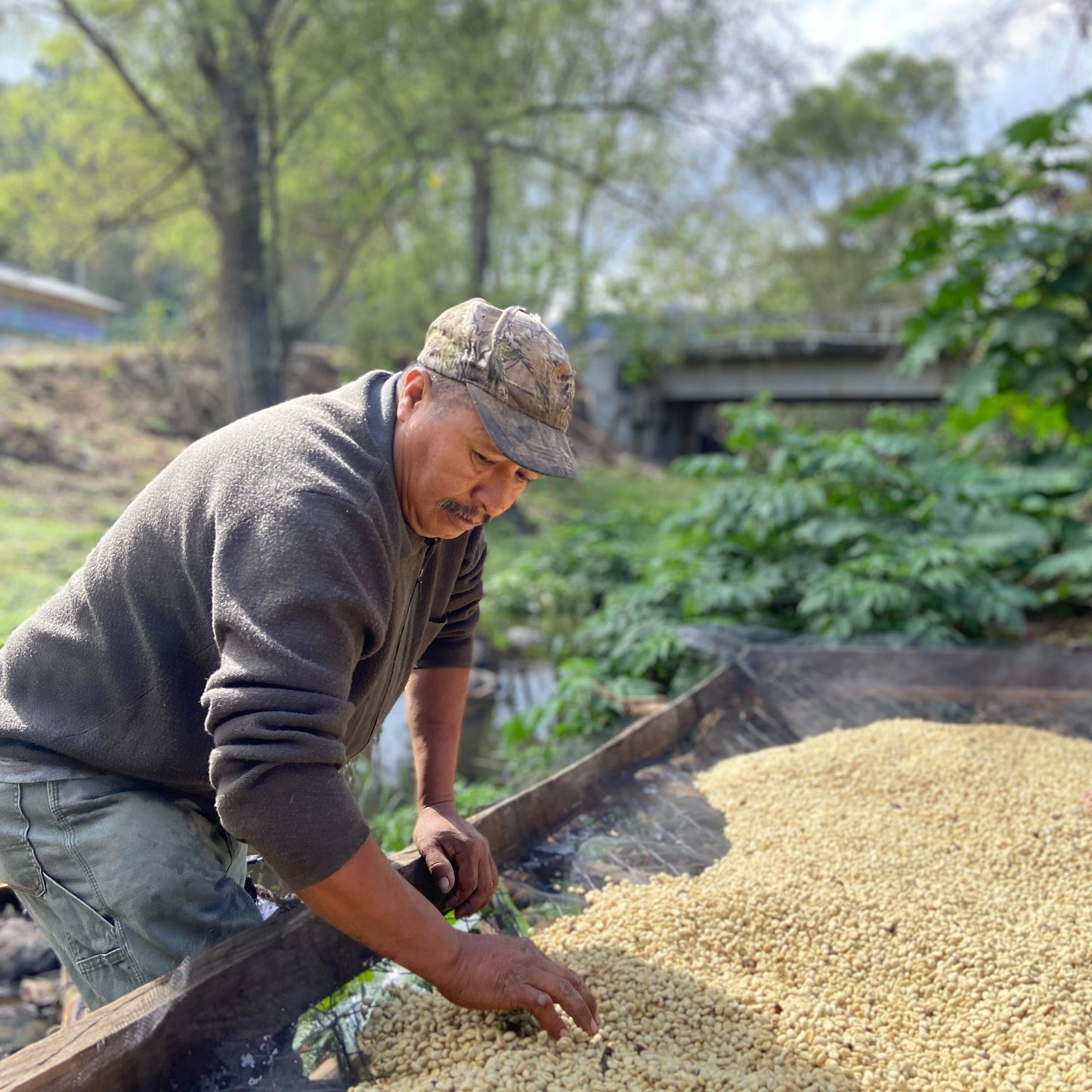 GUATEMALA  - Jose Ramirez - Washed Typica