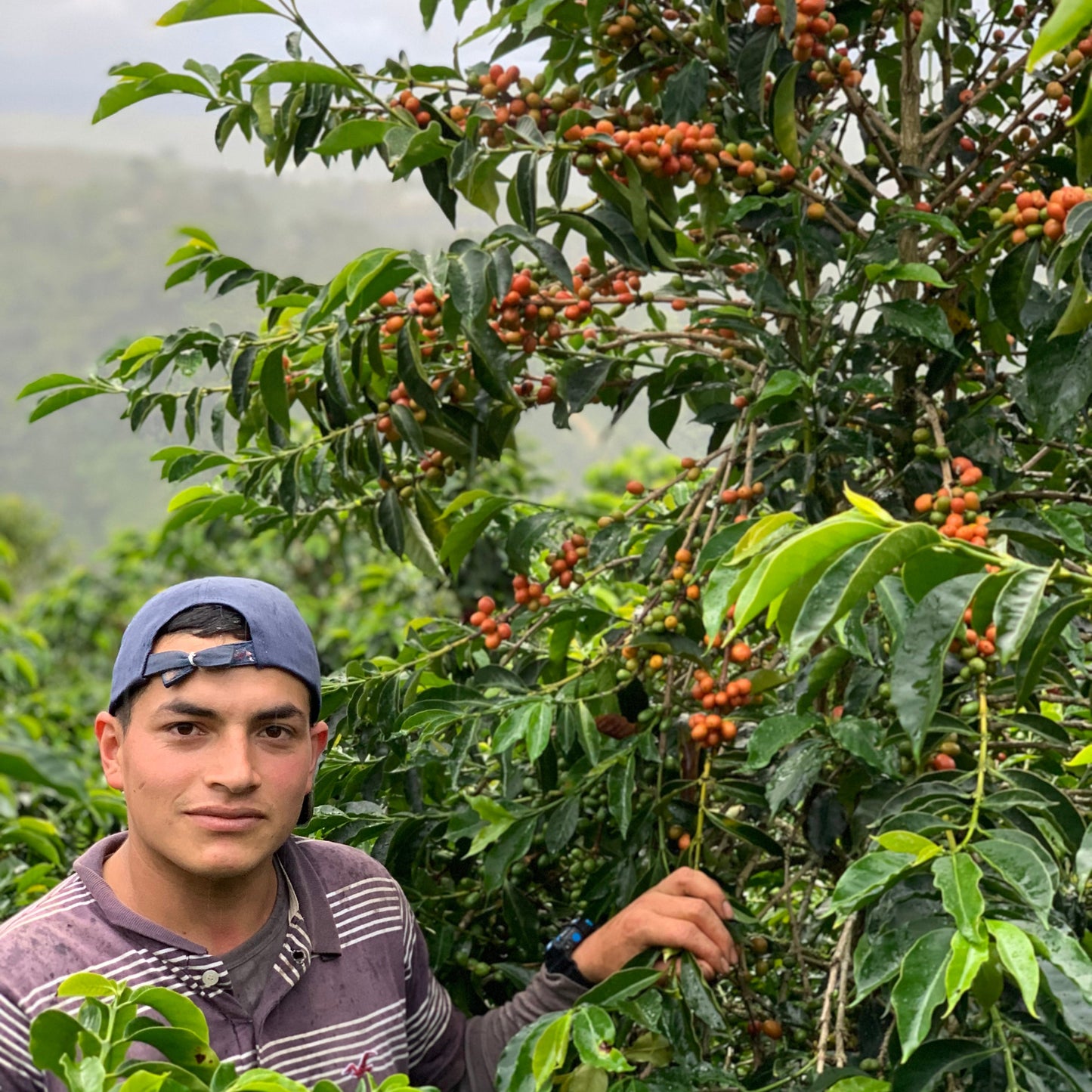 NEW* COLOMBIA - Stiven Hoyos - Washed Gesha