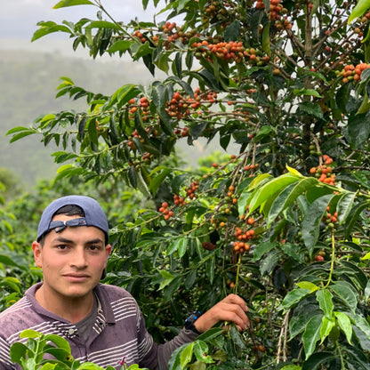NEW* COLOMBIA - Stiven Hoyos - Washed Gesha