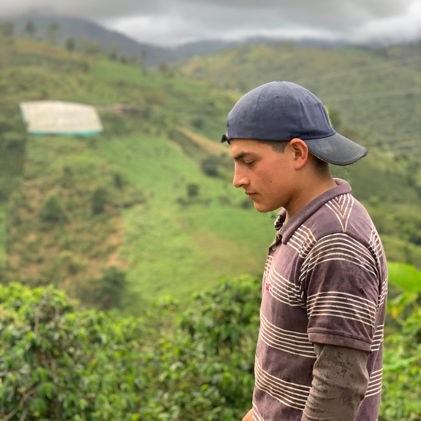 NEW* COLOMBIA - Stiven Hoyos - Washed Gesha