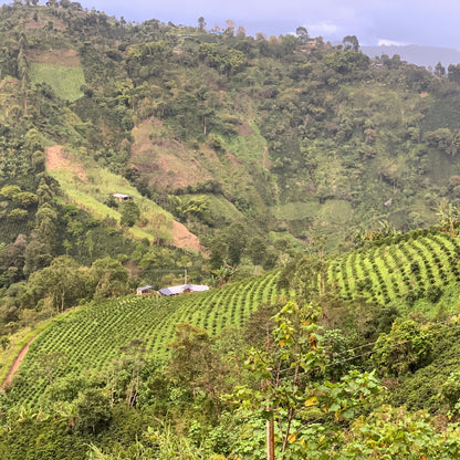 NEW* COLOMBIA - Stiven Hoyos - Washed Gesha