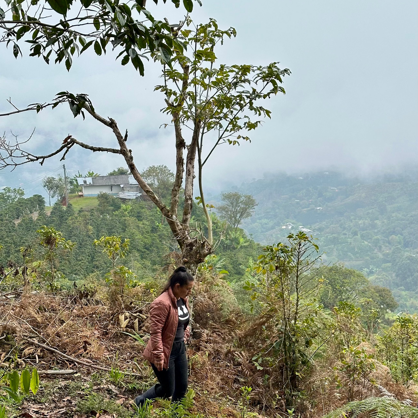 COLOMBIA - Diana Quinayas