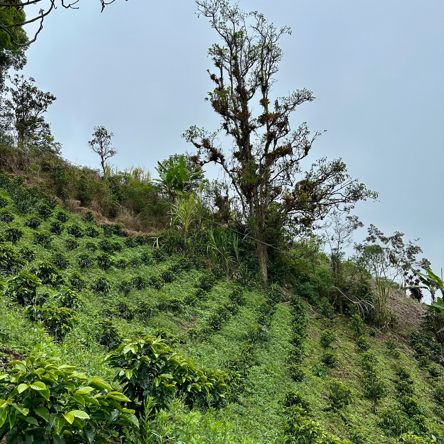 COLOMBIA - Diana Quinayas
