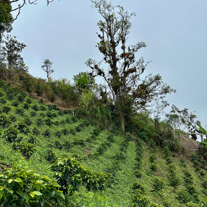 COLOMBIA - Diana Quinayas