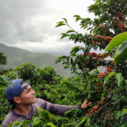 NEW* COLOMBIA - Stiven Hoyos - Washed Gesha