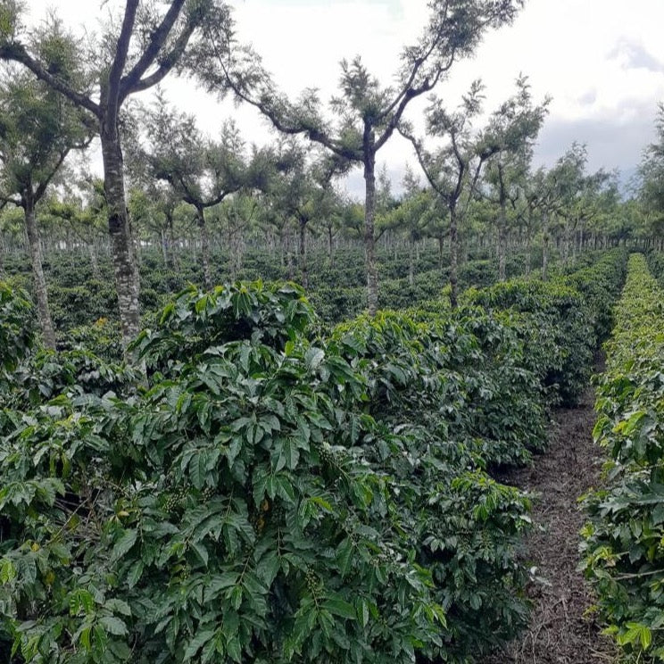 GUATEMALA - Antigua - Ricardo Zelaya